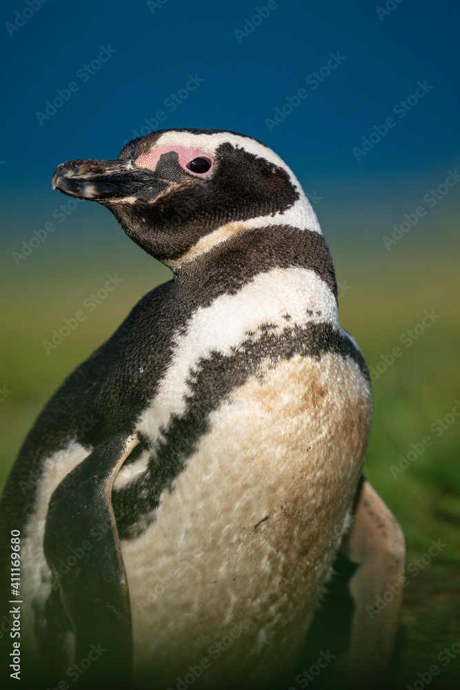 Naklejka premium The Magellanic penguin (Spheniscus magellanicus)