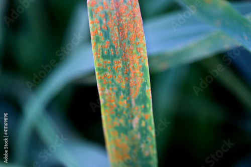 Wheat leaf rust (Puccinia triticina)- fungal disease of wheat. Symptoms are brown rust pustules on wheat