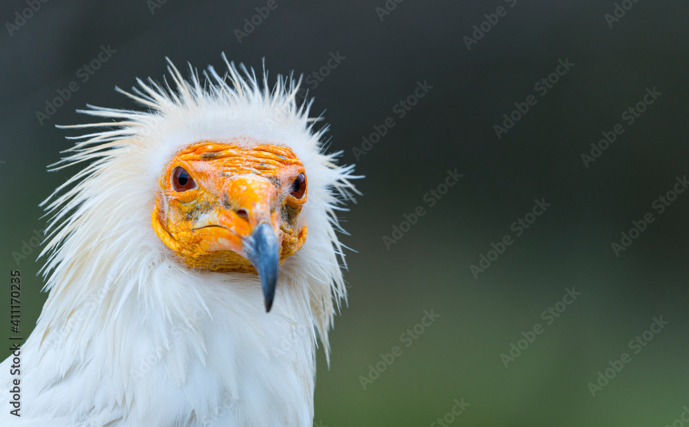 Obraz premium Detail of the head of an Egyptian Vulture (Neophron percnopterus). White scavenger vulture or pharaoh's chicken. In Spanish Alimoche común, abanto,​ guirre o buitre egipcio