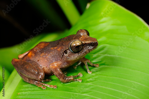 Shrub frog (Pseudophilautus, Rhacophoridae) in Sri Lanka // Ruderfrosch in Sri Lanka photo