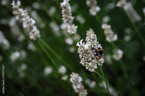 Bumblebee on white lavender3