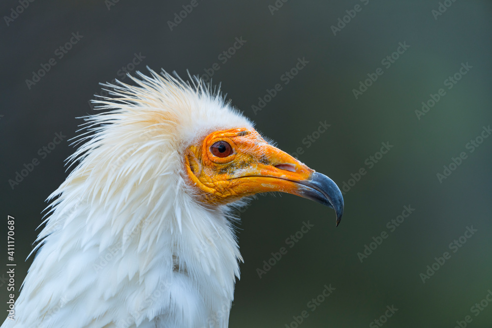 Detail of the head of an Egyptian Vulture (Neophron percnopterus). White scavenger vulture or pharaoh's chicken. In Spanish Alimoche común, abanto, guirre o buitre egipcio Detail of the head of an Egyptian Vulture (Neophron percnopterus). White scavenger vulture or pharaoh's chicken. In Spanish Alimoche común, abanto, guirre o buitre egipcio