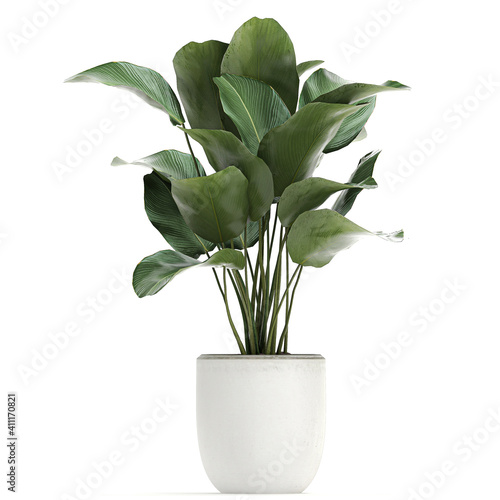 tropical plants Calathea lutea in a white pot on a white background photo