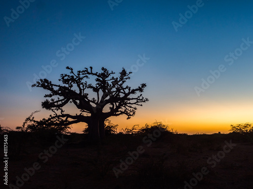 Silhouette of baobab