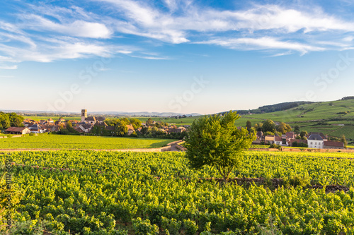 View over a vineyard in Pommard, France