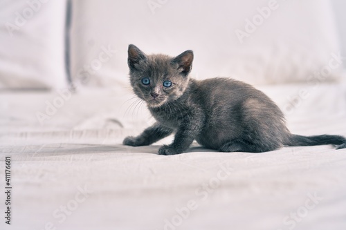 Fototapeta Naklejka Na Ścianę i Meble -  Adorable grey cat laying on the bed.