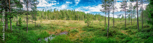 Wide Scenic panorama view from marsh edge at wet green field and small swamp with pine tree forest around, blue sky with white clouds. Northern Sweden, Umea city region