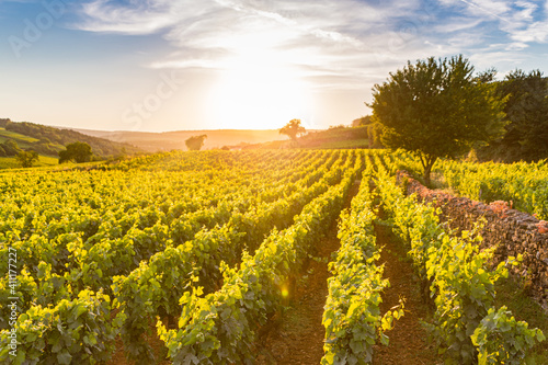 View over a vineyard in Pommard, France