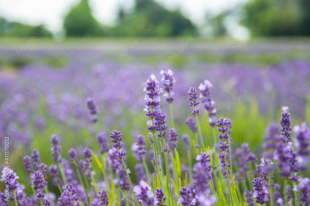 Obraz premium Lavender bushes closeup on sunset.. Field of Lavender, Lavender officinalis. Lavender flower field, image for natural background.Very nice view of the lavender fields.