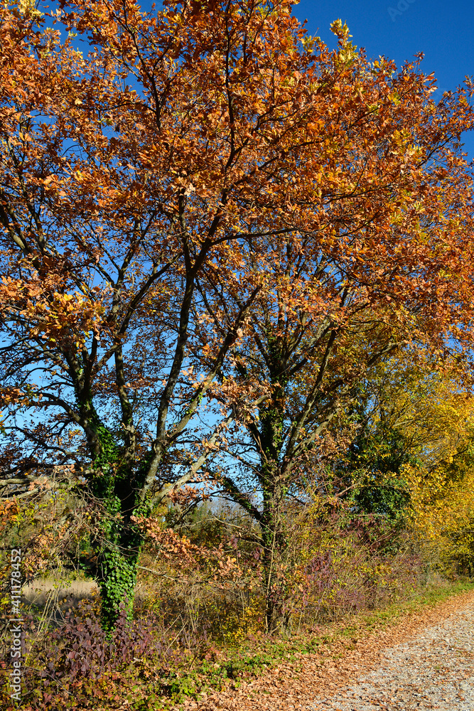 Naklejka premium The autumn landscape in the fields near the village of Moimacco close to Cividale del Friuli, Udine Province, Friuli-Venezia Giulia, north east Italy 