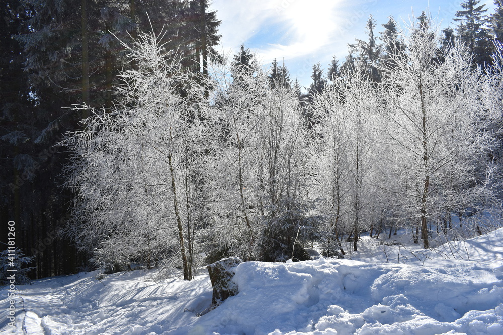 Fototapeta premium Winter