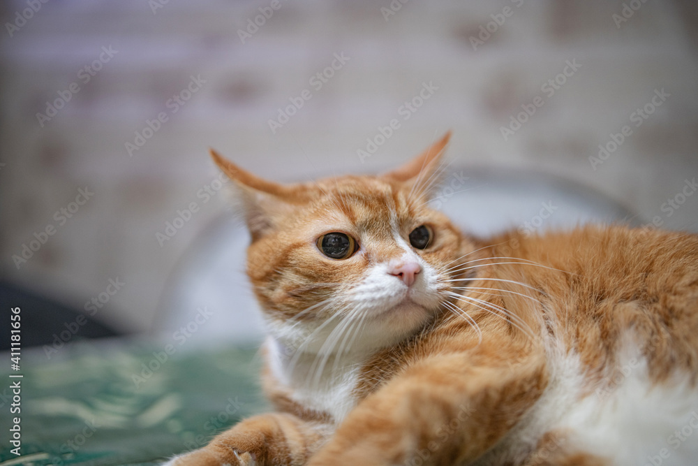 A domestic red cat is resting on the couch in the evening. A domestic red cat is resting on the couch in the evening.