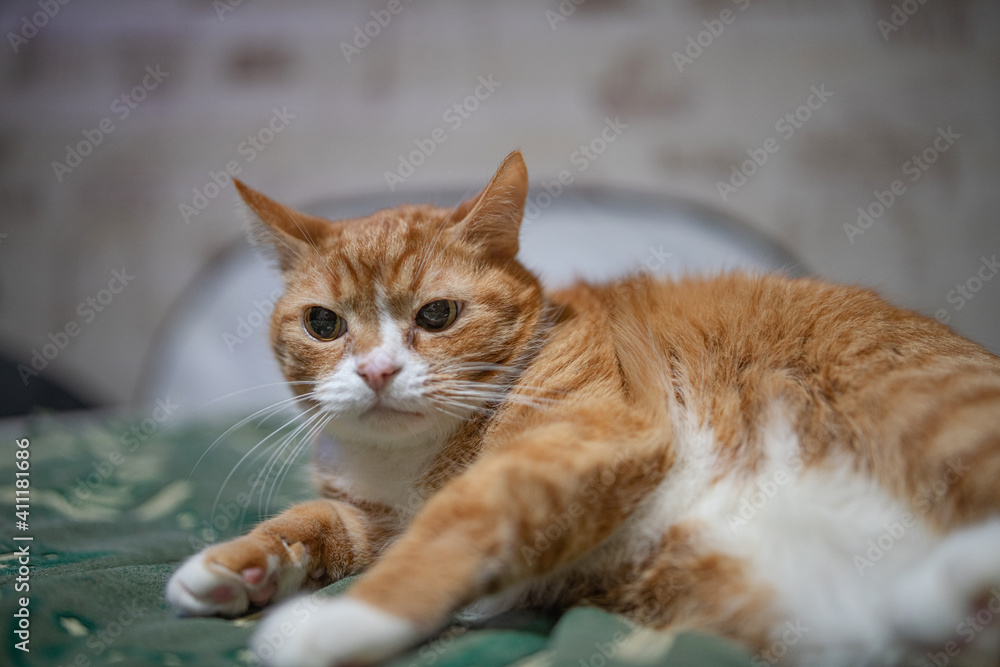 A domestic red cat is resting on the couch in the evening.