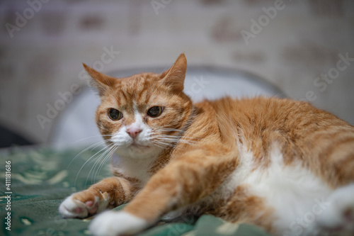 A domestic red cat is resting on the couch in the evening. © shymar27