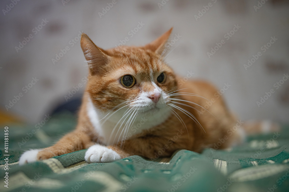 A domestic red cat is resting on the couch in the evening. A domestic red cat is resting on the couch in the evening.