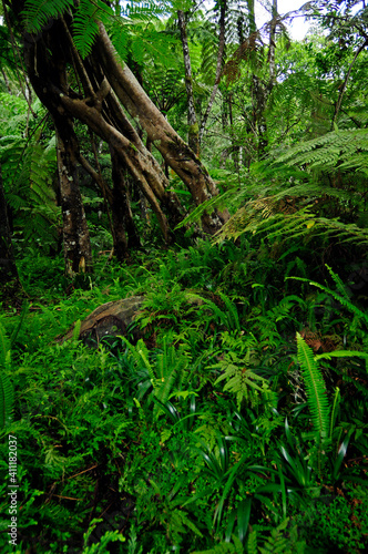 tropischer Regenwald in Sri Lanka // tropical Rainforest in Sri Lanka photo