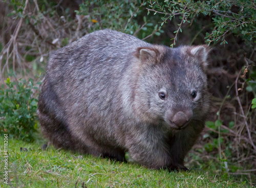 Wild Wombat in Victoria, Australia. Cute rotund marsupial standing on a grass bank.
