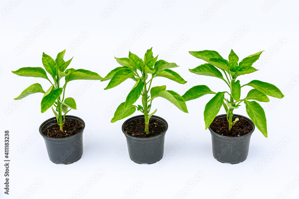 Three plastic pots with bell pepper seedlings on a white background
