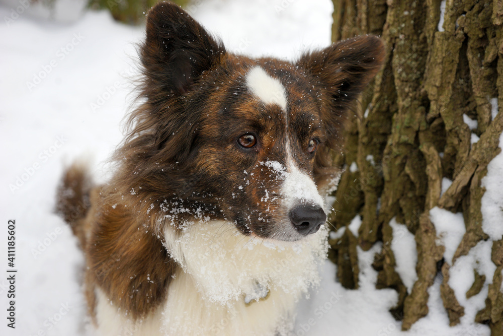 Dog breed corgi cardigan in winter Dog breed corgi cardigan in winter
