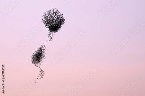 Foto Birds dancing. Sky background. Birds: Starling.