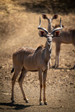 Male greater kudu stands with female behind