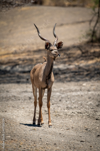 Male greater kudu stands staring on scree