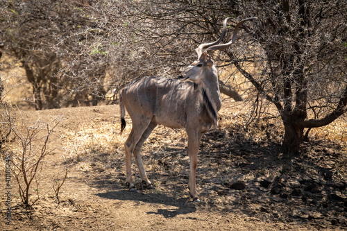 Male greater kudu stands under bare tree