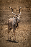 Male greater kudu walks across stony ground