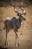 Male greater kudu walks over bare earth