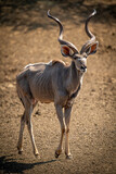 Male greater kudu walks over bare ground