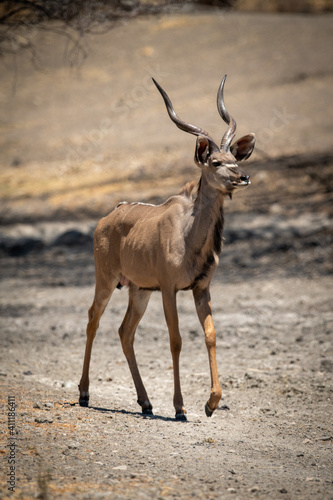 Male greater kudu walks across rocky pan