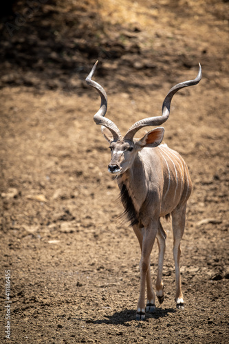 Male greater kudu walks down rocky slope
