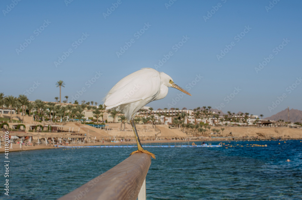 Fototapeta premium Eastern reef heron against the backdrop of the Red Sea coast in Egypt, Sharm El Sheikh 
