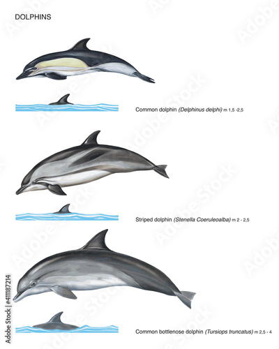 scientific illustration of 3 species of dolphins on white background: common dolphin (Delphinus delphi), striped dolphin (Stenella coeuruleoalba) and common bottlenose dolphin (Tursiops truncatus)