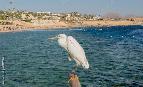 
Eastern reef heron against the backdrop of the Red Sea coast in Egypt, Sharm El Sheikh
 photo