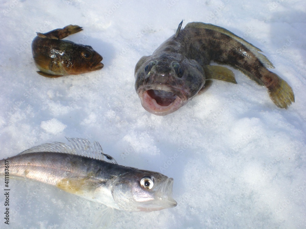 Fototapeta premium Fish caught in Antarctica ice snow on winter day