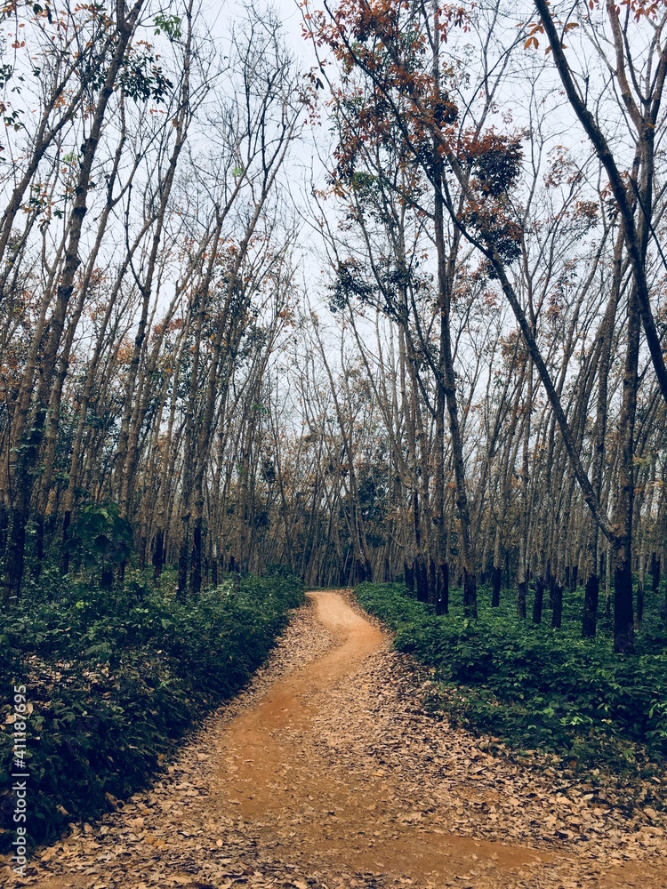 Obraz premium forest