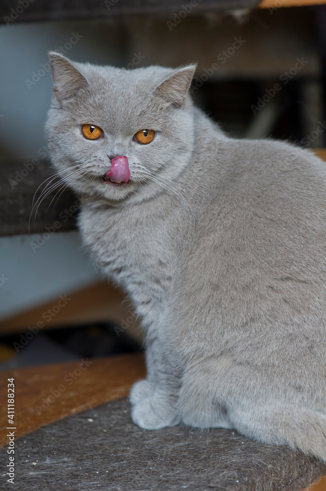 Fototapeta premium Schleckende Britisch Kurzhaar Katze