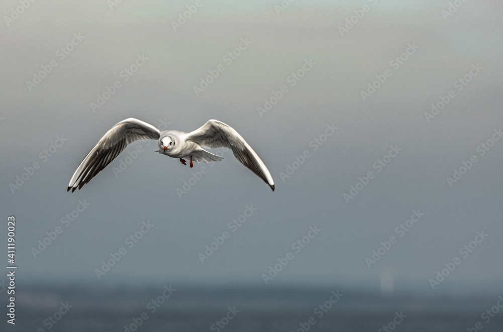 seagull in flight