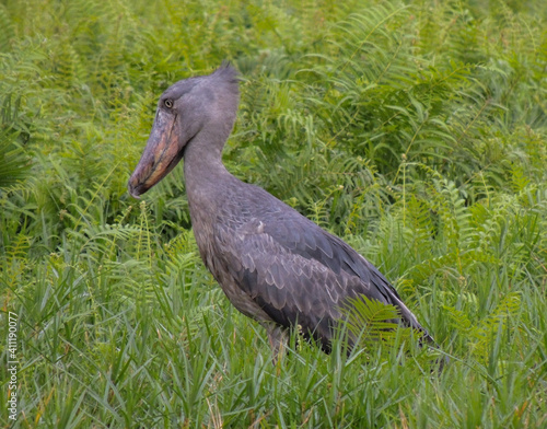 Shoebill in Entebbe, Uganda. The shoebill (Balaeniceps rex) is a very large stork-like bird. The adult is mainly grey while the juveniles are browner. It lives in tropical east Africa in large swamps. photo