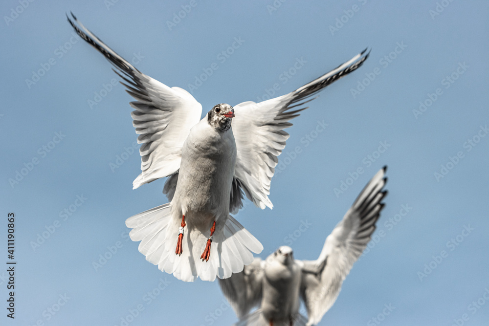 Obraz premium seagull in flight