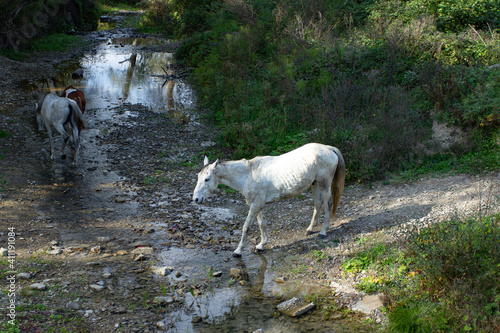 White horse crosses a stream in the park