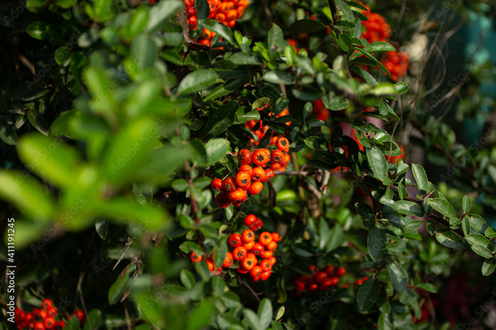 small red berries in green foliage in autumn