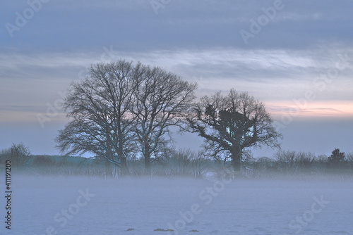 Wallpaper Mural Bodennebel bei Gut Aspern Torontodigital.ca