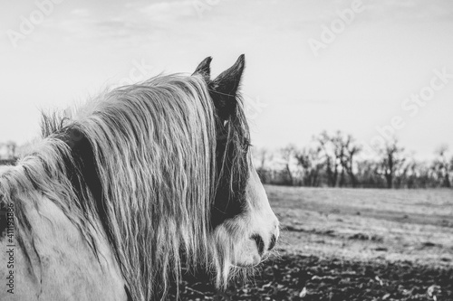 Slovakia Ranch Tanami photo