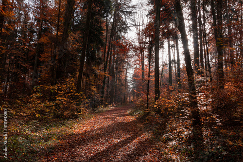 Autunno Urdorf Wald 3