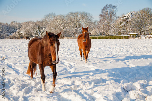 Two horses in a snow covered field on a sunny winter's day © Chris Sharp