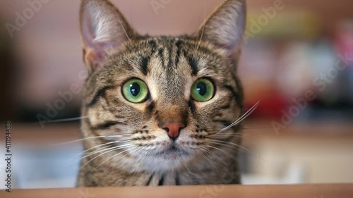 Close-up of a beautiful cat with green eyes