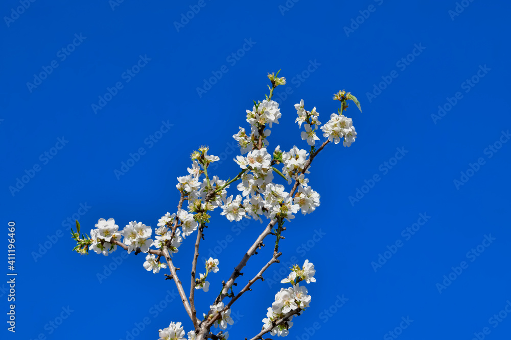 Almond blossom branch on a blue background Almond blossom branch on a blue background