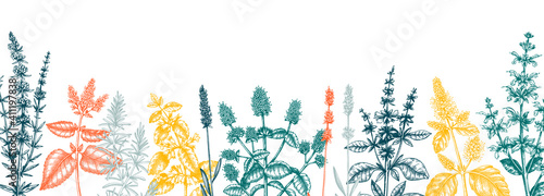 Mints in colors. Hand drawn medicinal herbs banner design. Vector mint plants sketches. Vintage summer herbs template. 